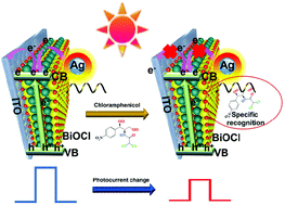 Graphical abstract: A photoelectrochemical aptasensor for sensitively monitoring chloramphenicol using plasmon-driven AgNP/BiOCl composites