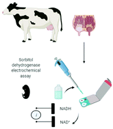 Graphical abstract: Electrochemical assay of sorbitol dehydrogenase at PEDOT modified electrodes – a new milk biomarker for confirmation of pregnancy in dairy cattle