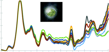 Graphical abstract: Synchrotron FTIR spectromicroscopy as a tool for studying populations and individual living cells of green algae