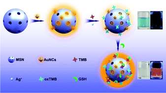 Graphical abstract: Fluorescent and colorimetric determination of glutathione based on the inner filter effect between silica nanoparticle–gold nanocluster nanocomposites and oxidized 3,3′,5,5′-tetramethylbenzidine