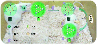 Graphical abstract: Cu2+-Regulated reversible coordination interaction of GQD@Tb/GMP ICP nanoparticles: towards directly monitoring cerebrospinal acetylcholinesterase as a biomarker for cholinic brain dysfunction