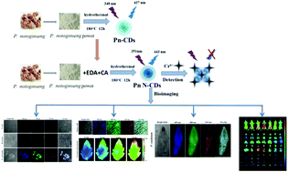 Graphical abstract: Novel fluorescent nitrogen-doped carbon dots derived from Panax notoginseng for bioimaging and high selectivity detection of Cr6+