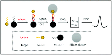 Graphical abstract: Rapid and sensitive electrochemical detection of microRNAs by gold nanoparticle-catalyzed silver enhancement