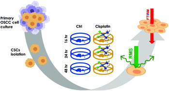 Graphical abstract: Exploiting fourier transform infrared and Raman microspectroscopies on cancer stem cells from oral squamous cells carcinoma: new evidence of acquired cisplatin chemoresistance