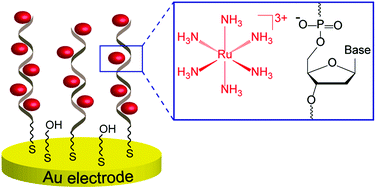 Graphical abstract: Determination of the binding site size of hexaammineruthenium(iii) inside monolayers of DNA on gold