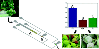 Graphical abstract: Microfluidic device for multiplexed detection of fungal infection biomarkers in grape cultivars