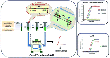Graphical abstract: Two stage, nested isothermal amplification in a single tube