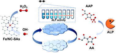 Graphical abstract: Fe–N–C single-atom nanozymes with peroxidase-like activity for the detection of alkaline phosphatase