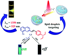 Graphical abstract: A multi-photon fluorescent probe based on quinoline groups for the highly selective and sensitive detection of lipid droplets