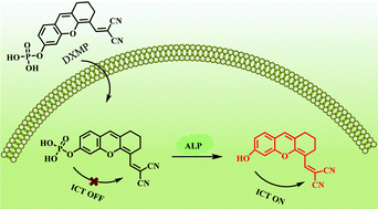 Graphical abstract: A turn-on near-infrared fluorescent probe for visualization of endogenous alkaline phosphatase activity in living cells and zebrafish