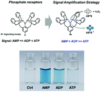 Graphical abstract: Colorimetric discrimination of nucleoside phosphates based on catalytic signal amplification strategy and its application to related enzyme assays