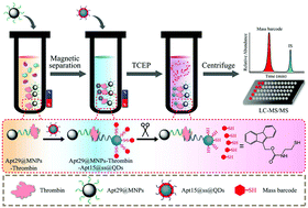 Graphical abstract: Barcode signal amplifying strategy for sensitive and accurate protein detection on LC-MS/MS