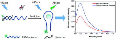 Graphical abstract: The isolation of a DNA aptamer to develop a fluorescent aptasensor for the thiamethoxam pesticide