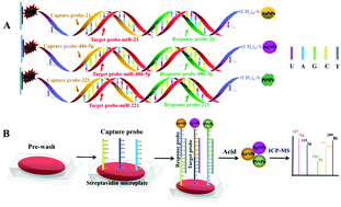 Graphical abstract: Noble-metal nanoparticle labelling multiplex miRNAs by ICP-MS readout with internal standard isotopes of 115In and 209Bi