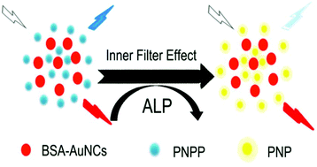 Graphical abstract: Ratiometric fluorescence determination of alkaline phosphatase activity based on dual emission of bovine serum albumin-stabilized gold nanoclusters and the inner filter effect