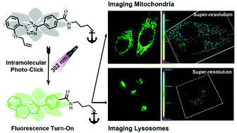 Graphical abstract: Fluorogenic probes for mitochondria and lysosomes via intramolecular photoclick reaction