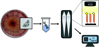 Graphical abstract: A chemiluminescence-based heterogeneous asymmetric recombinase polymerase amplification assay for the molecular detection of mycotoxin producers