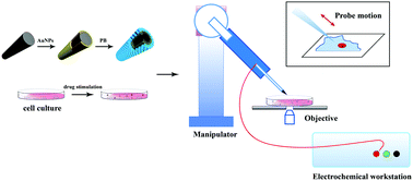 Graphical abstract: Highly sensitive real-time detection of intracellular oxidative stress and application in mycotoxin toxicity evaluation based on living single-cell electrochemical sensors