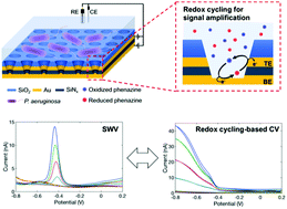 Graphical abstract: Redox cycling-based detection of phenazine metabolites secreted from Pseudomonas aeruginosa in nanopore electrode arrays