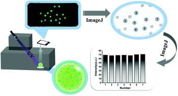 Graphical abstract: Point-of-care testing (POCT) of patients with a high concentration of uric acid by using alginate hydrogel microspheres embedded with CdZnTeS QDs and urate oxidase (Alg@QDs-UOx MSs)