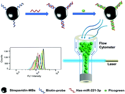 Graphical abstract: A versatile magnetic bead-based flow cytometric assay for the detection of thyroid cancer related hsa-miR-221-3p in blood and tissues