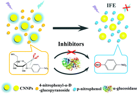 Graphical abstract: Carbon nitride nanoparticles as ultrasensitive fluorescent probes for the detection of α-glucosidase activity and inhibitor screening