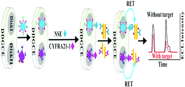 Graphical abstract: A potential-resolved electrochemiluminescence resonance energy transfer strategy for the simultaneous detection of neuron-specific enolase and the cytokeratin 19 fragment