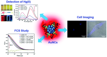 Graphical abstract: Protein-templated gold nanoclusters as specific bio-imaging probes for the detection of Hg(ii) ions in in vivo and in vitro systems: discriminating between MDA-MB-231 and MCF10A cells