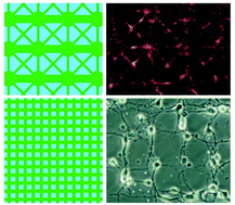 Graphical abstract: Straightforward neuron micropatterning and neuronal network construction on cell-repellent polydimethylsiloxane using microfluidics-guided functionalized Pluronic modification