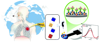 Graphical abstract: A label-free immunosensor for the detection of a new lung cancer biomarker, GM2 activator protein, using a phosphomolybdic acid/polyethyleneimine coated gold nanoparticle composite