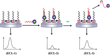 Graphical abstract: A novel signal amplified electrochemiluminescence biosensor based on MIL-53(Al)@CdS QDs and SiO2@AuNPs for trichlorfon detection