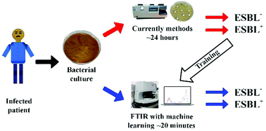 Graphical abstract: Rapid detection of Klebsiella pneumoniae producing extended spectrum β lactamase enzymes by infrared microspectroscopy and machine learning algorithms