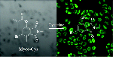 Graphical abstract: Inexpensive water soluble methyl methacrylate-functionalized hydroxyphthalimide: variations of the mycophenolic acid core for selective live cell imaging of free cysteine