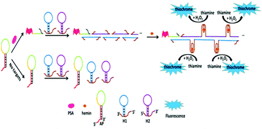 Graphical abstract: A label-free fluorescent aptasensor based on HCR and G-quadruplex DNAzymes for the detection of prostate-specific antigen