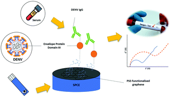 Graphical abstract: A graphene-based dengue immunosensor using plant-derived envelope glycoprotein domain III (EDIII) as the novel probe antigen