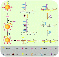 Graphical abstract: A three-dimensional dynamic DNA walker-mediated branching hybridization chain reaction for the ultrasensitive fluorescence sensing of ampicillin