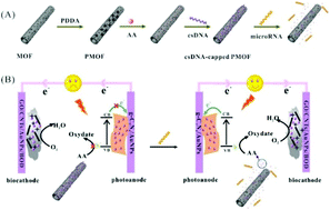 Graphical abstract: Photo-driven self-powered biosensors for ultrasensitive microRNA detection based on metal–organic framework-controlled release behavior