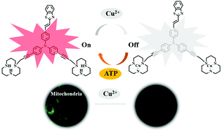 Graphical abstract: A mitochondria-targeting fluorescent sensor for on–off–on response to Cu2+ and ATP in cells and zebrafish