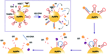 Graphical abstract: Nanosurface energy transfer indicating Exo III-propelled stochastic 3D DNA walkers for HIV DNA detection