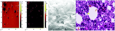 Graphical abstract: Multimodal imaging of drug and excipients in rat lungs following an inhaled administration of controlled-release drug laden PLGA microparticles