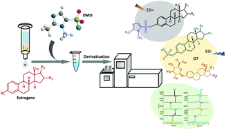 Graphical abstract: Simultaneous measurement of free and conjugated estrogens in surface water using capillary liquid chromatography tandem mass spectrometry