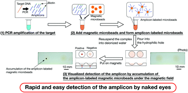 Graphical abstract: Rapid and low-cost amplicon visualization for nucleic acid amplification tests using magnetic microbeads