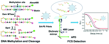 Graphical abstract: Highly sensitive detection of DNA methyltransferase activity and its inhibitor screening by coupling fluorescence correlation spectroscopy with polystyrene polymer dots