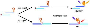 Graphical abstract: Fluorescence resonance energy transfer using DNA-templated copper nanoparticles for ratiometric detection of microRNAs