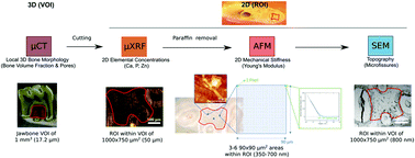 Graphical abstract: Cross-modality imaging of bisphosphonate-treated murine jawbones