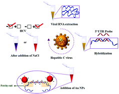 Graphical abstract: Naked-eye colorimetric detection of HCV RNA mediated by a 5′ UTR-targeted antisense oligonucleotide and plasmonic gold nanoparticles