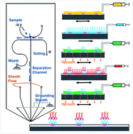 Graphical abstract: Fast immunoassay for microfluidic western blotting by direct deposition of reagents onto capture membrane