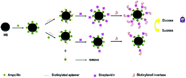 Graphical abstract: An aptasensor for the detection of ampicillin in milk using a personal glucose meter