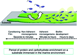 Graphical abstract: Selection and optimization of protein and carbohydrate assays for the characterization of marine biofouling