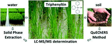 Graphical abstract: Effective methods for the determination of triphenyltin residues in surface water and soil samples by high-performance liquid chromatography with tandem mass spectrometry